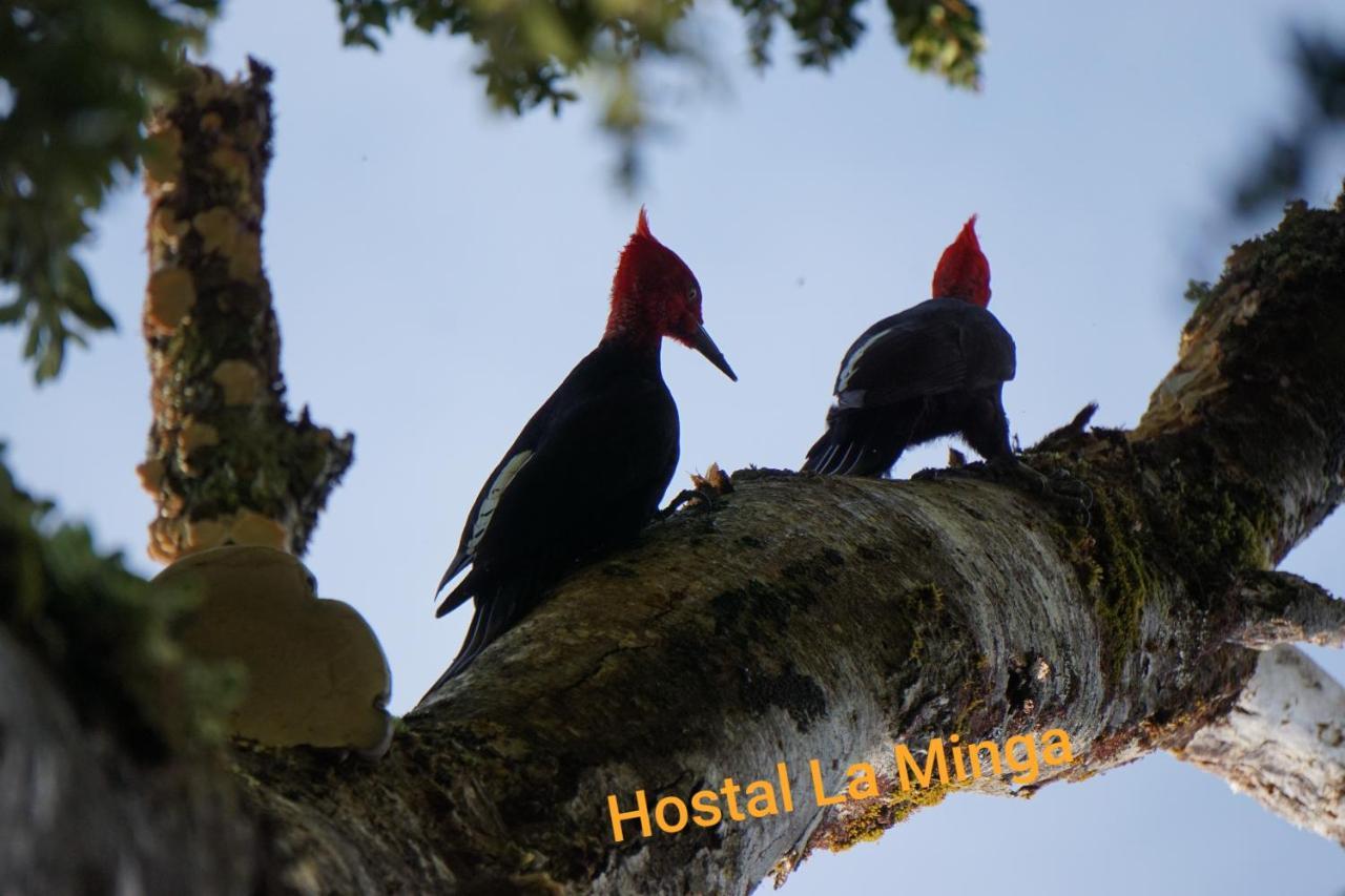 Hostal La Minga Chaitén Esterno foto